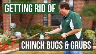 How to Get Rid of Chinch Bugs and Grubs (4 Easy Steps)