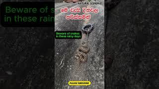 මේ දිනවල පරිස්සමින් Beware of snakes in these rainy days #rain #rainbowsixsiege #snake #snakevideo