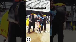 elephant with boys| MemeStream| #lol #viralvideo #shorts #comedy #meme #trending #funny #memeshorts