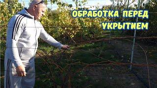 Искореняющая обработка виноградных кустов.