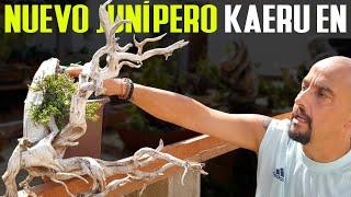 Nuevo junípero, gran proyecto para Kaeru-En 蛙園