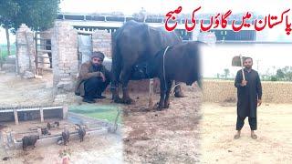 Village  Morning Routine in Pakistan  || Our Village Daily Morning Routine  ||