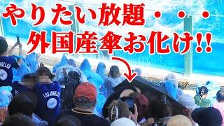 シャチショーでやりたい放題な迷惑外国人現る・・・ 鴨川シーワールド シャチショー KamogawaSeaWorld  orca killerwhale