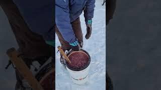 Winter Feeding for Sled Dogs // Raw Meat