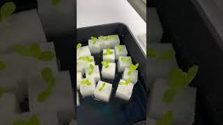 【水耕栽培レタス】種まきから発芽して、根っこが出てきたので定植します【水耕栽培】