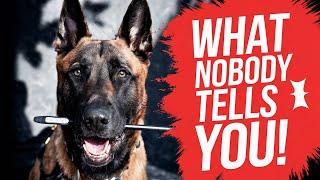 The Untold Truths of Belgian Malinois Ownership!