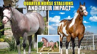 TOP STALLIONS SHAPING THE QUARTER HORSE WORLD #horse #quarterhorse #horses