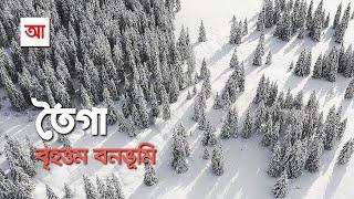 তৈগা বনাঞ্চল | পৃথিবীর বৃহত্তম বনভূমি | আদ্যোপান্ত | Taiga Forest | Adyopanto