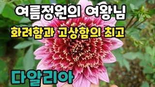 #다알리아(dahlia) #여름야생화 여름정원의 여왕꽃 화려한 다알리아~~