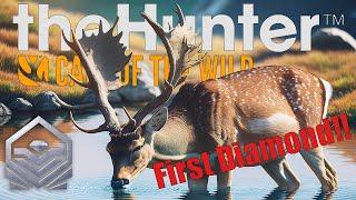 First Diamond! Fallow Deer Grind | theHunter: Call of the Wild