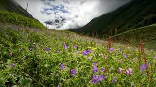 The Valley of Flowers | Ganges | BBC Studios