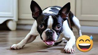 Funny Videos with Boston Terriers | Compilation 