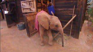 Dame Daphne Sheldrick's elephant orphanage