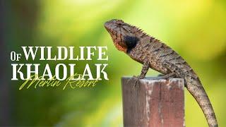 Wildlife of Khaolak Merlin Resort | Discover Nature’s Wonders in Southern Thailand!