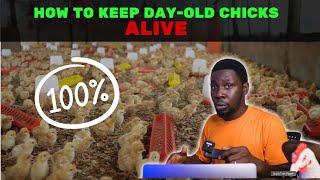 The Truth about Day-Old Chicks Survival - How to keep chicks ALIVE