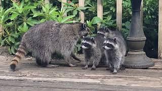 Mother Raccoon With New Kits * Chirping Sounds!