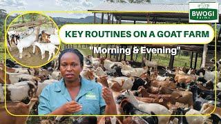 KEY ROUTINES ON A GOAT FARM (Part A) MORNING ROUTINES.