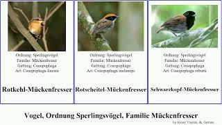 Vogel, Ordnung Sperlingsvögel, Familie Mückenfresser bird Schwarzkopf-Mückenfresser Passeriformes