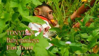 Baby monkeys pick wild fruits