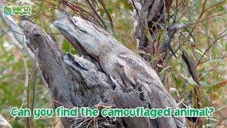 Can you find the camouflaged animals?