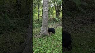 The Jumping Tree.