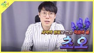 각시투구꽃 초오! 사약의 원료를 먹으면 어떻게 될지 한의사가 말씀해 드립니다.