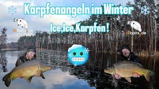 Karpfenangeln im Winter| Eis auf dem See| Und die Karpfen haben Bock!   |Ice, Ice, Karpfen!