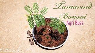 Tamarind bonsai technique