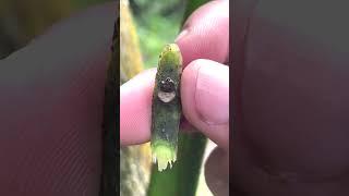 Perfecting the T-Cut Budding Technique for Avocado Trees! EP154 #fruitgrafting #grafting