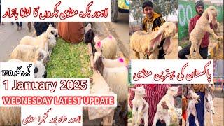 Wednesday Latest Updated || Shahpur Kanjra Mandi || Bakra Mandi Lahore || Goat Farming in pakistan