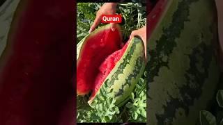 #quranrecitation #quran #islamicshorts #qurantilawat #youtubeshorts