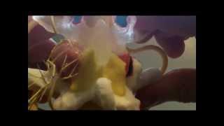 Medial Branch Model | Dynamic Disc Designs Corp.