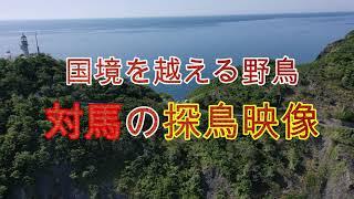 国境を超える野鳥　対馬の探鳥映像