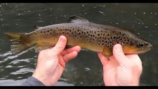 The PERFECT Winter Fly Fishing Day! PA Class "A" Water, Snow, No Wind, Hungry Fish, "Yeah Baby!"