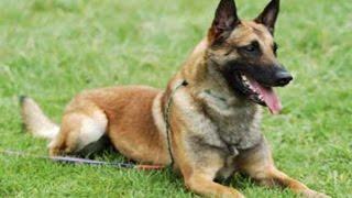 Berger Belge Malinois: tout savoir sur cette race de chien (Belgian Malinois) [VF]