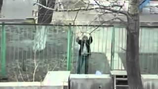 Russian drunk guy climbing fence