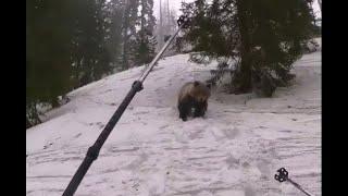 Bliskie spotkanie z niedźwiedziem - Tatry Niżne