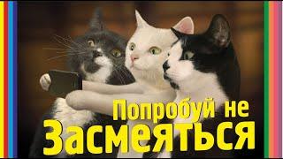 Попробуй не Засмеяться ‍⬛8 Минут Смеха #blackcatmajk #cute #funny#viral #viralvideo