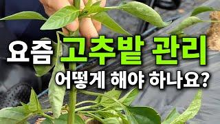 요즘 고추밭 관리 어떻게 해야 하나요?