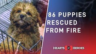 Good Samaritans Save 86 Puppies From Fire | Hearts of Heroes