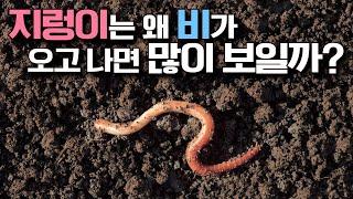 어린이과학 | 지렁이 | 지렁이는 왜 비가 오고 나면 많이 보일까? | 과학호기심 | 탐구 | 생물 |  질문에 빠진 안다씨의 과학이야기