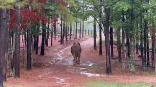 The Elephant Sanctuary | Artie's Move Across The Sanctuary