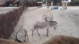 Saint Louis Zoo ANIMALS