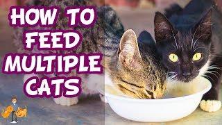 How To Feed Multiple Cats Different Diets (+ stop them stealing food!)