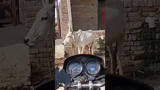 Moto Riding | Migratory Aman #ridingvlogs #bikeriding #vlog #motorides #vlogger #motovlogger #rider