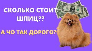 ГДЕ КУПИТЬ ПОМЕРАНСКОГО ШПИЦА НЕДОРОГО? СТОИМОСТЬ ШПИЦА?