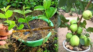 How To Grow Guava Tree Cutting Very Unique Techniques