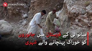 Mianwali men spend their evenings feeding animals in a graveyard after day job