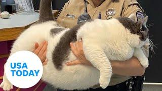 40-pound cat adopted in Virginia is now on a journey to get healthy | USA TODAY