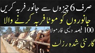 intelligent bachra farming business in pakistan/desi wanda formulla for fattening and qurbani animal